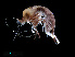  ( - NBCHyAmp-084)  @11 [ ] CreativeCommons Attribution-NonCommercial-ShareAlike (2023) Naturalis Biodiversity Center Unspecified