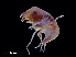  ( - NBCHyAmp-085)  @11 [ ] CreativeCommons Attribution-NonCommercial-ShareAlike (2023) Naturalis Biodiversity Center Unspecified