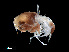  ( - NBCHyAmp-089)  @11 [ ] CreativeCommons Attribution-NonCommercial-ShareAlike (2023) Naturalis Biodiversity Center Unspecified