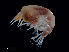  ( - NBCHyAmp-090)  @11 [ ] CreativeCommons Attribution-NonCommercial-ShareAlike (2023) Naturalis Biodiversity Center Unspecified