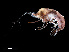  ( - NBCHyAmp-091)  @11 [ ] CreativeCommons Attribution-NonCommercial-ShareAlike (2023) Naturalis Biodiversity Center Unspecified