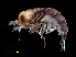  ( - NBCHyAmp-092)  @11 [ ] CreativeCommons Attribution-NonCommercial-ShareAlike (2023) Naturalis Biodiversity Center Unspecified