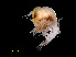  ( - NBCHyAmp-093)  @11 [ ] CreativeCommons Attribution-NonCommercial-ShareAlike (2023) Naturalis Biodiversity Center Unspecified