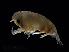  ( - NBCHyAmp-124)  @11 [ ] CreativeCommons Attribution-NonCommercial-ShareAlike (2023) Naturalis Biodiversity Center Unspecified