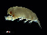  ( - NBCHyAmp-151)  @11 [ ] CreativeCommons Attribution-NonCommercial-ShareAlike (2023) Naturalis Biodiversity Center Unspecified
