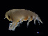  ( - NBCHyAmp-152)  @11 [ ] CreativeCommons Attribution-NonCommercial-ShareAlike (2023) Naturalis Biodiversity Center Unspecified