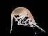  ( - NBCHyAmp-215)  @11 [ ] CreativeCommons Attribution-NonCommercial-ShareAlike (2023) Naturalis Biodiversity Center Unspecified