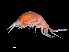  ( - NBCHyAmp-219)  @11 [ ] CreativeCommons Attribution-NonCommercial-ShareAlike (2023) Naturalis Biodiversity Center Unspecified