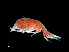 ( - NBCHyAmp-220)  @11 [ ] CreativeCommons Attribution-NonCommercial-ShareAlike (2023) Naturalis Biodiversity Center Unspecified