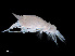 ( - NBCHyAmp-221)  @11 [ ] CreativeCommons Attribution-NonCommercial-ShareAlike (2023) Naturalis Biodiversity Center Unspecified