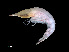  ( - NBCHyAmp-224)  @11 [ ] CreativeCommons Attribution-NonCommercial-ShareAlike (2023) Naturalis Biodiversity Center Unspecified