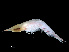  ( - NBCHyAmp-225)  @11 [ ] CreativeCommons Attribution-NonCommercial-ShareAlike (2023) Naturalis Biodiversity Center Unspecified