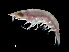  ( - NBCHyAmp-228)  @11 [ ] CreativeCommons Attribution-NonCommercial-ShareAlike (2023) Naturalis Biodiversity Center Unspecified