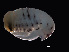 ( - NBCHyAmp-229)  @11 [ ] CreativeCommons Attribution-NonCommercial-ShareAlike (2023) Naturalis Biodiversity Center Unspecified