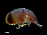  ( - NBCHyAmp-240)  @11 [ ] CreativeCommons Attribution-NonCommercial-ShareAlike (2023) Naturalis Biodiversity Center Unspecified