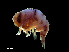  ( - NBCHyAmp-242)  @11 [ ] CreativeCommons Attribution-NonCommercial-ShareAlike (2023) Naturalis Biodiversity Center Unspecified