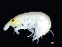  ( - NBCHyAmp-268)  @11 [ ] CreativeCommons Attribution-NonCommercial-ShareAlike (2023) Naturalis Biodiversity Center Unspecified