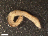  (Platynereis australis - HA04_ANE_E_0004.5_UBGD.295510)  @11 [ ] CreativeCommons - Attribution Share-Alike (2024) Unspecified Universite de Bourgogne, Biogeosciences