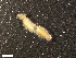  ( - HA04_ANE_D_0004.10 (ex_ANE_J)_UBGD.295511)  @11 [ ] CreativeCommons - Attribution Share-Alike (2024) Unspecified Universite de Bourgogne, Biogeosciences
