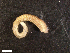  ( - HA04_ANE_D_129.1 (ex_ANE_S)_UBGD.295527)  @11 [ ] CreativeCommons - Attribution Share-Alike (2024) Unspecified Universite de Bourgogne, Biogeosciences