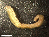  ( - HA04_ANE_E_0161.1.2 (ex_ANE_L)_UBGD.295533)  @11 [ ] CreativeCommons - Attribution Share-Alike (2024) Unspecified Universite de Bourgogne, Biogeosciences