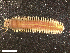  ( - HA04_ANE_E_0161.1.3 (ex_ANE_L)_UBGD.295534)  @11 [ ] CreativeCommons - Attribution Share-Alike (2024) Unspecified Universite de Bourgogne, Biogeosciences