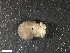  ( - HA04_HOL_B_0161.2.1_UBGD.295131)  @11 [ ] CreativeCommons - Attribution Share-Alike (2024) Unspecified Universite de Bourgogne, Biogeosciences