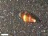  (Prosiphonidae - HA04_GAS_L_0212.2_UBGD.295179)  @11 [ ] CreativeCommons - Attribution Share-Alike (2024) Unspecified Universite de Bourgogne, Biogeosciences