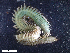  ( - HA04_ANE_E_0108.21 (ex_GPVP)_UBGD.295233)  @11 [ ] CreativeCommons - Attribution Share-Alike (2024) Unspecified Universite de Bourgogne, Biogeosciences