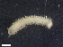  ( - HA04_ANE_D_109.15 (ex_POLY_10)_UBGD.295247)  @11 [ ] CreativeCommons - Attribution Share-Alike (2024) Unspecified Universite de Bourgogne, Biogeosciences