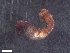  (Scoliorhapis - HA04_UND_23_0109.16_UBGD.295248)  @11 [ ] CreativeCommons - Attribution Share-Alike (2024) Unspecified Universite de Bourgogne, Biogeosciences