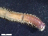  ( - HA04_ANE_D_109.18 (ex_POLY_6)_UBGD.295250)  @11 [ ] CreativeCommons - Attribution Share-Alike (2024) Unspecified Universite de Bourgogne, Biogeosciences