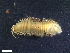  ( - HA04_ANE_E_109.20 (ex_POLY_7)_UBGD.295253)  @11 [ ] CreativeCommons - Attribution Share-Alike (2024) Unspecified Universite de Bourgogne, Biogeosciences