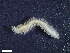  ( - HA04_ANE_D_109.22 (ex_POLY_UND_1)_UBGD.295255)  @11 [ ] CreativeCommons - Attribution Share-Alike (2024) Unspecified Universite de Bourgogne, Biogeosciences