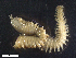  ( - HA04_ANE_E_110.56 (ex_POLY_14)_UBGD.295315)  @11 [ ] CreativeCommons - Attribution Share-Alike (2024) Unspecified Universite de Bourgogne, Biogeosciences