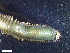  ( - HA04_ANE_E_0110.66 (ex_GPVP)_UBGD.295325)  @11 [ ] CreativeCommons - Attribution Share-Alike (2024) Unspecified Universite de Bourgogne, Biogeosciences
