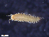  ( - HA04_ANE_E_110.81 (ex_POLY_19)_UBGD.295342)  @11 [ ] CreativeCommons - Attribution Share-Alike (2024) Unspecified Universite de Bourgogne, Biogeosciences