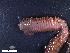  ( - HA04_ANE_E_132.28 (ex_POLY_24)_UBGD.295366)  @11 [ ] CreativeCommons - Attribution Share-Alike (2024) Unspecified Universite de Bourgogne, Biogeosciences