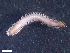  ( - HA04_ANE_E_133.20 (ex_POLY_26)_UBGD.295388)  @11 [ ] CreativeCommons - Attribution Share-Alike (2024) Unspecified Universite de Bourgogne, Biogeosciences