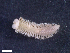  ( - HA04_ANE_E_133.23 (ex_POLY_27)_UBGD.295391)  @11 [ ] CreativeCommons - Attribution Share-Alike (2024) Unspecified Universite de Bourgogne, Biogeosciences