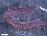  ( - HA04_ANE_D_197.14 (ex_POLY_36)_UBGD.295443)  @11 [ ] CreativeCommons - Attribution Share-Alike (2024) Unspecified Universite de Bourgogne, Biogeosciences