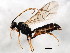  (Campodorus ultimus - BIOUG01016-A06)  @14 [ ] CreativeCommons - Attribution (2011) CBG Photography Group Centre for Biodiversity Genomics