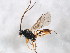  (Campodorus alticola - BIOUG01016-F06)  @14 [ ] CreativeCommons - Attribution (2011) CBG Photography Group Centre for Biodiversity Genomics