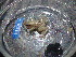  (Scinax nasicus - HARG-03)  @11 [ ] Unspecified (default): All Rights Reserved  Unspecified Unspecified