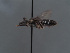  (Lasioglossum callizonium - HASARD-002)  @11 [ ] nrr (2024) Unspecified Simone Flaminio