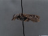  ( - HASARD-005)  @11 [ ] nrr (2024) Unspecified Simone Flaminio