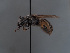  ( - HASARD-010)  @11 [ ] nrr (2024) Unspecified Simone Flaminio