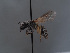  ( - HASARD-015)  @11 [ ] nrr (2024) Unspecified Simone Flaminio