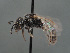 (Lasioglossum brevicorne - HASARD-016)  @11 [ ] nrr (2024) Unspecified Simone Flaminio