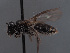  (Lasioglossum laticeps - HASARD-019)  @11 [ ] nrr (2024) Unspecified Simone Flaminio